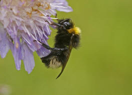 Bombus bohemicus (syn. Psithyrus bohemicus) / Bhmische Kuckuckshummel (Angebundene Kuckuckshummel) / Apinae (Echte Bienen) / Ordnung: Hautflgler - Hymenoptera