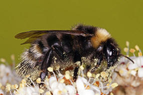 Bombus bohemicus (syn. Psithyrus bohemicus) / Bhmische Kuckuckshummel (Angebundene Kuckuckshummel) / Apinae (Echte Bienen) / Ordnung: Hautflgler - Hymenoptera