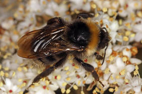 Bombus bohemicus (syn. Psithyrus bohemicus) / Bhmische Kuckuckshummel (Angebundene Kuckuckshummel) / Apinae (Echte Bienen) / Ordnung: Hautflgler - Hymenoptera