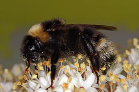 Bombus bohemicus (syn. Psithyrus bohemicus) / Bhmische Kuckuckshummel (Angebundene Kuckuckshummel) / Apinae (Echte Bienen) / Ordnung: Hautflgler - Hymenoptera