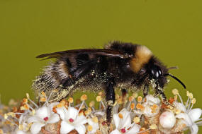 Bombus bohemicus (syn. Psithyrus bohemicus) / Bhmische Kuckuckshummel (Angebundene Kuckuckshummel) / Apinae (Echte Bienen) / Ordnung: Hautflgler - Hymenoptera