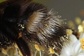 Bombus bohemicus (syn. Psithyrus bohemicus) / Bhmische Kuckuckshummel (Angebundene Kuckuckshummel) / Apinae (Echte Bienen) / Ordnung: Hautflgler - Hymenoptera