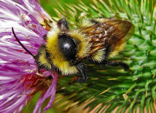 Bombus campestris / Feld-Kuckuckshummel (Mnnchen)