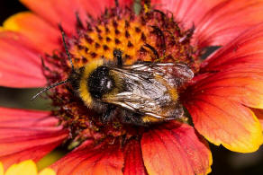 Bombus campestris / Feld-Kuckuckshummel (Mnnchen) / Apidae (Echte Bienen) / Ordnung: Hautflgler - Hymenoptera