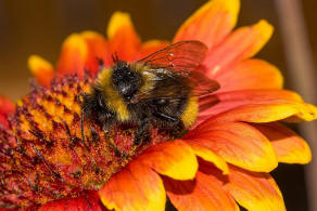 Bombus campestris / Feld-Kuckuckshummel (Mnnchen) / Apidae (Echte Bienen) / Ordnung: Hautflgler - Hymenoptera