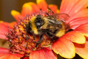 Bombus campestris / Feld-Kuckuckshummel (Mnnchen) / Apidae (Echte Bienen) / Ordnung: Hautflgler - Hymenoptera