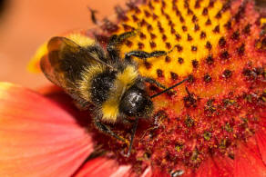 Bombus campestris / Feld-Kuckuckshummel (Mnnchen) / Apidae (Echte Bienen) / Ordnung: Hautflgler - Hymenoptera