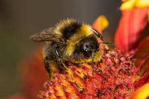 Bombus campestris / Feld-Kuckuckshummel (Mnnchen) / Apidae (Echte Bienen) / Ordnung: Hautflgler - Hymenoptera