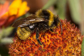 Bombus campestris / Feld-Kuckuckshummel (Mnnchen) / Apidae (Echte Bienen) / Ordnung: Hautflgler - Hymenoptera