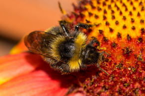 Bombus campestris / Feld-Kuckuckshummel (Mnnchen) / Apidae (Echte Bienen) / Ordnung: Hautflgler - Hymenoptera