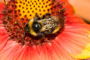 Bombus campestris / Feld-Kuckuckshummel (Mnnchen) / Apidae (Echte Bienen) / Ordnung: Hautflgler - Hymenoptera