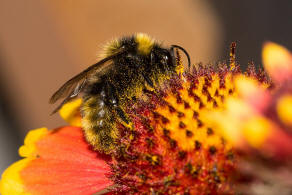 Bombus campestris / Feld-Kuckuckshummel (Mnnchen) / Apidae (Echte Bienen) / Ordnung: Hautflgler - Hymenoptera