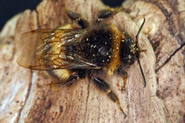 Bombus cryptarum / Kryptarum Erdhummel / Apinae (Echte Bienen) / Ordnung: Hautflgler - Hymenoptera