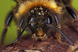 Bombus cryptarum / Kryptarum Erdhummel / Apinae (Echte Bienen) / Ordnung: Hautflgler - Hymenoptera