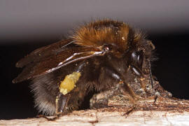 Bombus hypnorum / Baumhummel / Apinae (Echte Bienen) / Ordnung: Hautflgler - Hymenoptera