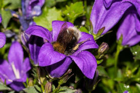 Bombus hypnorum / Baumhummel / Apinae (Echte Bienen) / Ordnung: Hautflgler - Hymenoptera