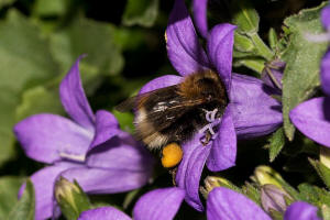 Bombus hypnorum / Baumhummel / Apinae (Echte Bienen) / Ordnung: Hautflügler - Hymenoptera