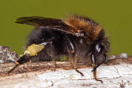 Bombus hypnorum / Baumhummel / Apinae (Echte Bienen) / Ordnung: Hautflgler - Hymenoptera