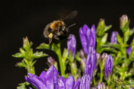 Bombus hypnorum / Baumhummel / Apinae (Echte Bienen) / Ordnung: Hautflgler - Hymenoptera