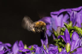 Bombus hypnorum / Baumhummel / Apinae (Echte Bienen) / Ordnung: Hautflgler - Hymenoptera