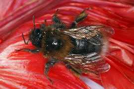 Bombus hypnorum / Baumhummel / Apinae (Echte Bienen) / Ordnung: Hautflgler - Hymenoptera