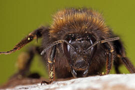 Bombus hypnorum / Baumhummel / Apinae (Echte Bienen) / Ordnung: Hautflgler - Hymenoptera