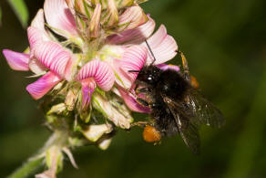 Bombus hypnorum / Baumhummel / Apinae (Echte Bienen) / Ordnung: Hautflügler - Hymenoptera