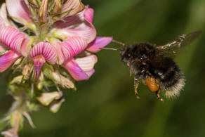 Bombus hypnorum / Baumhummel / Apinae (Echte Bienen) / Ordnung: Hautflgler - Hymenoptera