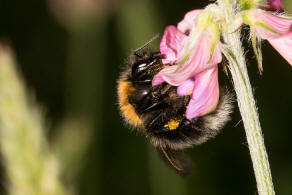 Bombus hypnorum / Baumhummel / Apinae (Echte Bienen) / Ordnung: Hautflgler - Hymenoptera