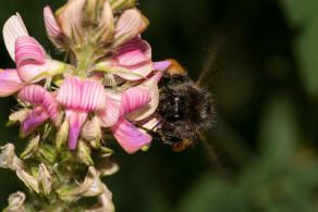 Bombus hypnorum / Baumhummel / Apinae (Echte Bienen) / Ordnung: Hautflügler - Hymenoptera