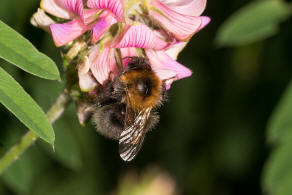 Bombus hypnorum / Baumhummel / Apinae (Echte Bienen) / Ordnung: Hautflügler - Hymenoptera