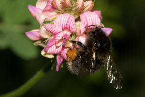 Bombus hypnorum / Baumhummel / Apinae (Echte Bienen) / Ordnung: Hautflgler - Hymenoptera