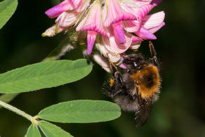 Bombus hypnorum / Baumhummel / Apinae (Echte Bienen) / Ordnung: Hautflgler - Hymenoptera