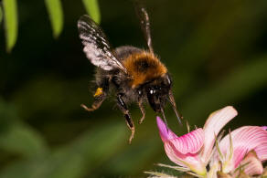 Bombus hypnorum / Baumhummel / Apinae (Echte Bienen) / Ordnung: Hautflgler - Hymenoptera