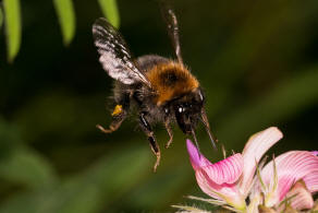 Bombus hypnorum / Baumhummel / Apinae (Echte Bienen) / Ordnung: Hautflügler - Hymenoptera