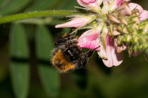 Bombus hypnorum / Baumhummel / Apinae (Echte Bienen) / Ordnung: Hautflügler - Hymenoptera