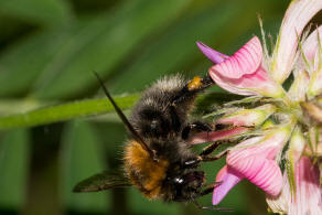 Bombus hypnorum / Baumhummel / Apinae (Echte Bienen) / Ordnung: Hautflgler - Hymenoptera