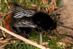 Bombus lapidarius / Steinhummel (Königin) / Apinae (Echte Bienen) / Ordnung: Hautflügler - Hymenoptera