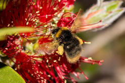 Bombus pratorum / Wiesenhummel / Apinae (Echte Bienen) / Ordnung: Hautflgler - Hymenoptera