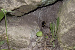Bombus pratorum / Wiesenhummel / Apinae (Echte Bienen) / Ordnung: Hautflgler - Hymenoptera
