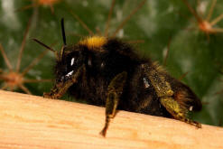 Bombus pratorum / Wiesenhummel