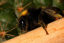 Bombus pratorum / Wiesenhummel