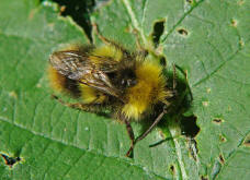 Bombus pratorum / Wiesenhummel