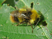 Bombus pratorum / Wiesenhummel