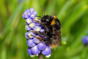 Bombus pratorum / Wiesenhummel / Apinae (Echte Bienen) / Ordnung: Hautflgler - Hymenoptera