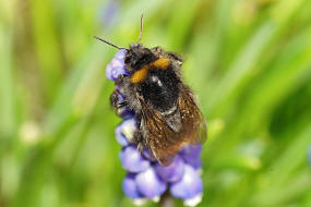 Bombus pratorum / Wiesenhummel / Apinae (Echte Bienen) / Ordnung: Hautflgler - Hymenoptera