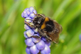 Bombus pratorum / Wiesenhummel / Apinae (Echte Bienen) / Ordnung: Hautflgler - Hymenoptera