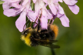 Bombus pratorum / Wiesenhummel / Apidae (Echte Bienen) / Ordnung: Hautflgler - Hymenoptera