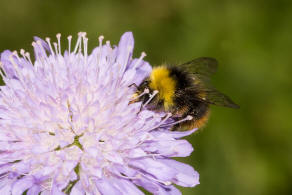 Bombus pratorum / Wiesenhummel / Apidae (Echte Bienen) / Ordnung: Hautflgler - Hymenoptera