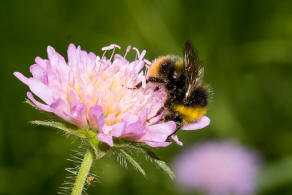 Bombus pratorum / Wiesenhummel / Apidae (Echte Bienen) / Ordnung: Hautflgler - Hymenoptera